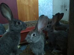 Кролики домашние