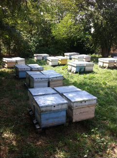 Пчелы - пчелопакеты карника итальянка