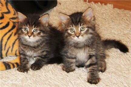 Милые сибирские котята