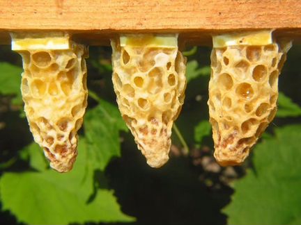 Пчеломаточники