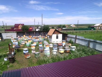 Пчелосемьи, пчелопакеты, отводки, пчеломатки
