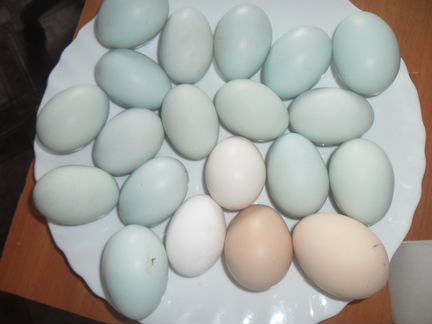 Инкуб яйцо породистых кур