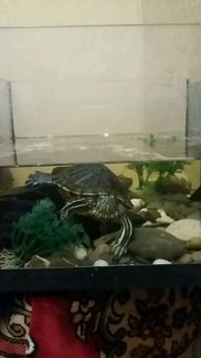 Черепаху с аквариумом