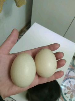 Яйцо инкубационное мускусной утки(индоутки)