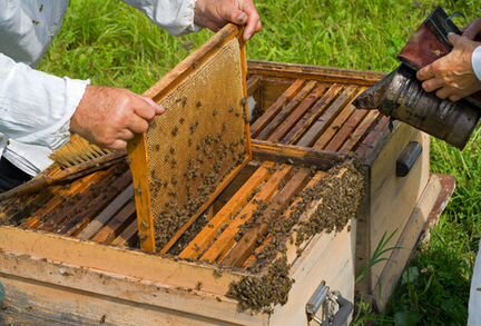 Улья с пчелосемьями