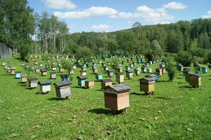 Продаются семьи пчел
