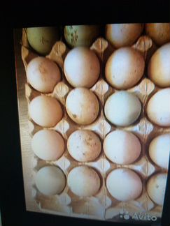 Продам инкубационное яйцо индоутки