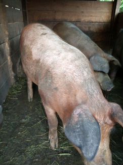 Свиньи мясные породы Дюрок