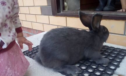Кролики и крольчата