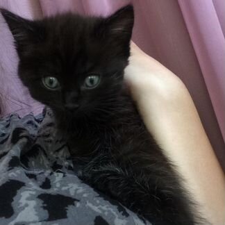 Кошечки черные с синими глазами.2 месяца.Кушают са