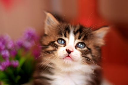 Красивый котенок Турецкой Ангоры