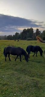 Шетлендские пони