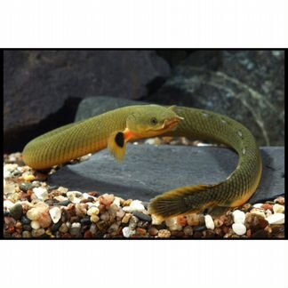Продам Каламоихт калабарский - аквариумная змея