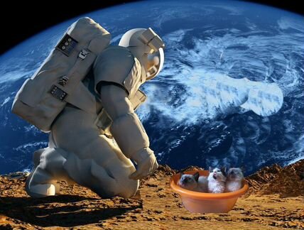 Котята из космоса (фото подтверждение прилагается)