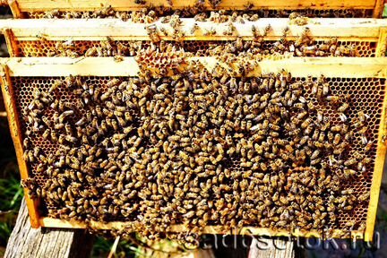 Продаются пчелы 25 пакетов