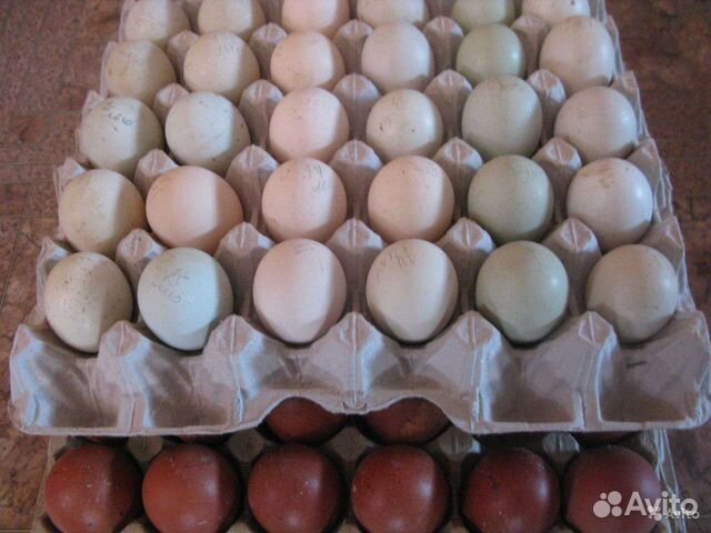 Инкубационное яйцо в Красноярске. Мелеуз инкубационное яйцо. Льюянг Вуцзи. Купить инкубационное яйцо в г. Иркутске породы Маран. Инкубационное яйцо купить в самаре