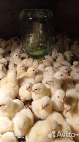 Цыплята - бройлер Росс 308 и Кбб 500