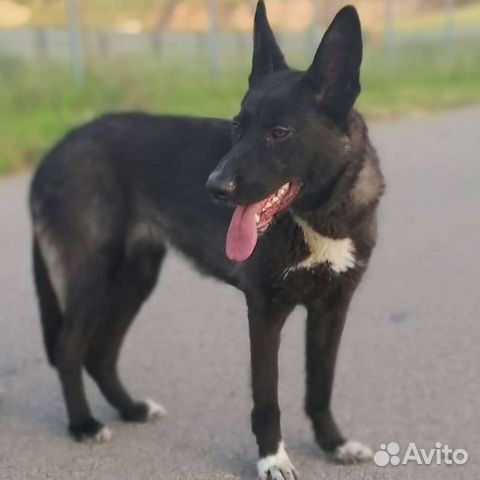 Молоденькая собачка