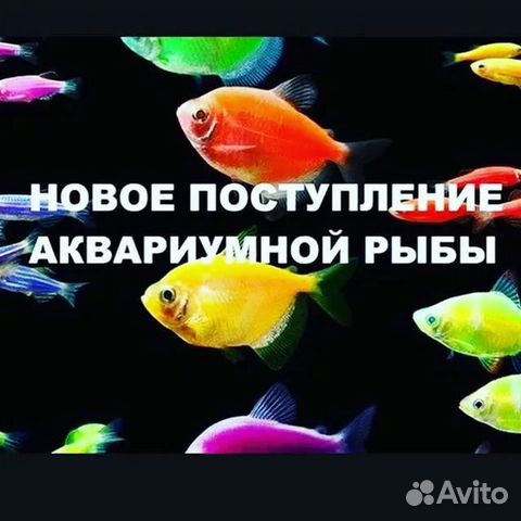 Аквариумные растения Рыбки,Креветки,Раки,Улитки