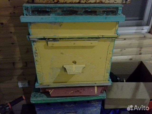 Ульи Рут, Дадан