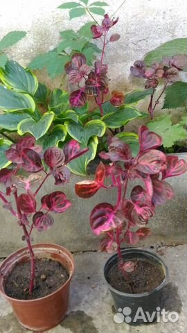 Ирезине - необыкновенно яркий цветок