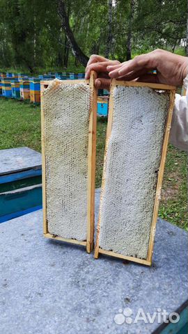 Сотовый мёд в рамках (сбор 2023)