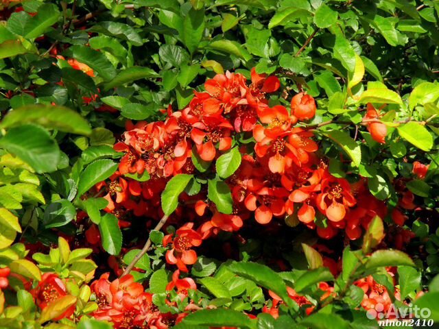 Сакура, айва, спирея, пузыреплодники, калина