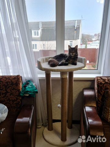 Когтеточка для мейн-куна «Великан» на заказ