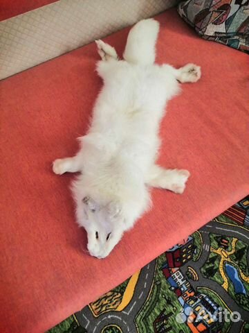 Шкурка песца