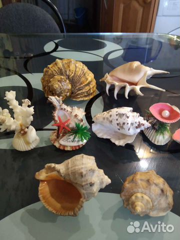 Морские ракушки