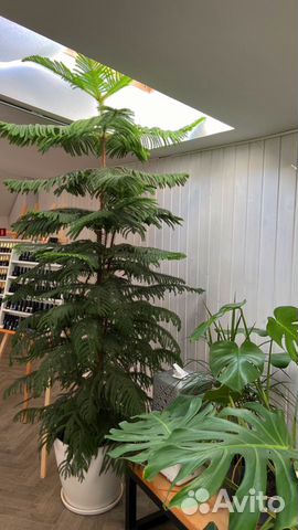 Араукария Ель Австралийская 4 ствола