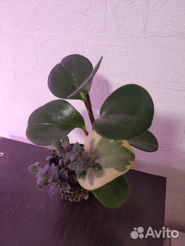 Пеперомия(14.08 обновлено)