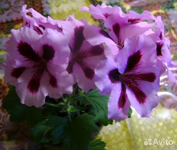 Королевские, плюшелистные пеларгонии