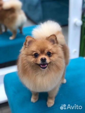 Груминг(стрижка собак и котов)