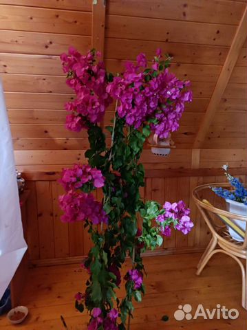 Бугенвиллия