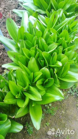 Безвременник