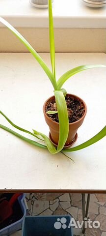 Индийский лук лечебный