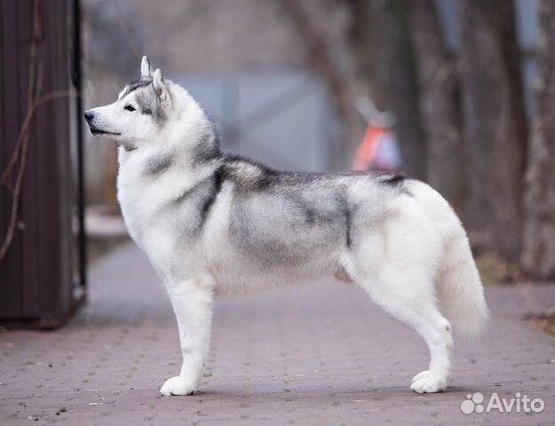 Сибирский хаски кобель вязка