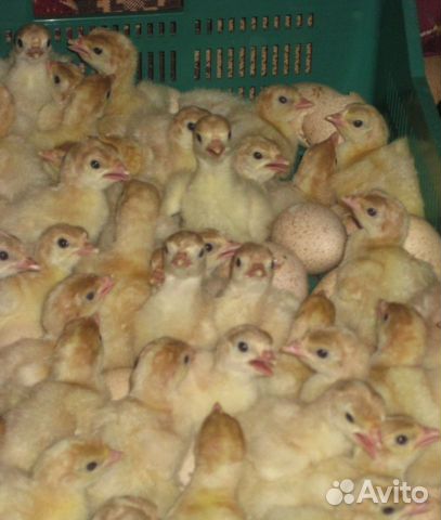 Предварительная выписка цыплят, утят, индюшат купить на Зозу.ру - фотография № 3