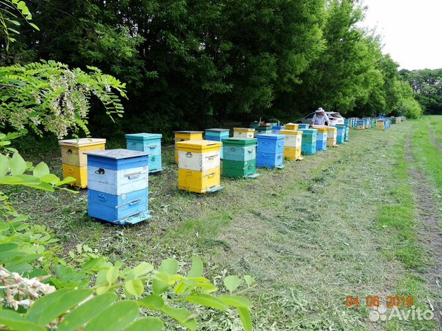 Пчелы (пасека) купить на Зозу.ру - фотография № 1