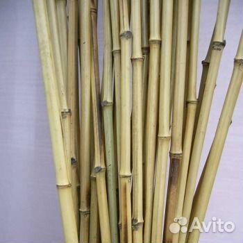 Ствол бамбука