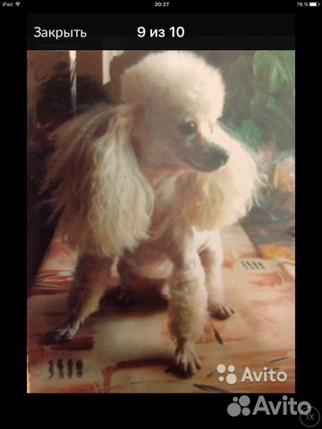 Стрижка собак и кошек (на дому и с выездом)