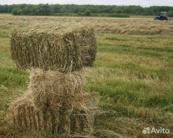 Продаем сено и солому 2019 года в тюках и мешках купить на Зозу.ру - фотография № 2