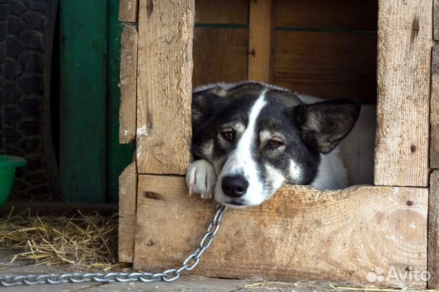 Крупная красивая собака в свой дом, стерилизована купить на Зозу.ру - фотография № 2