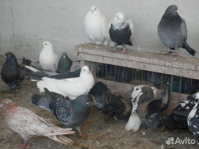 Николаевские летные торцовые голуби купить на Зозу.ру - фотография № 8