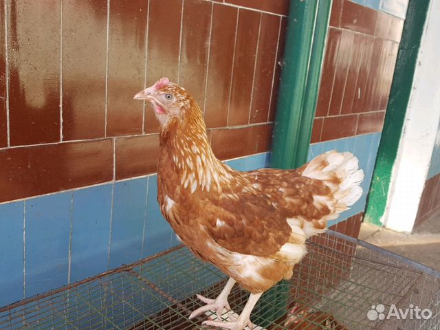 Куры-молодки купить в юрге. Кура молодка на авито. Куры бресс галльской породы. Куры ломан браун. Авито куры молодки во владимире у частника.