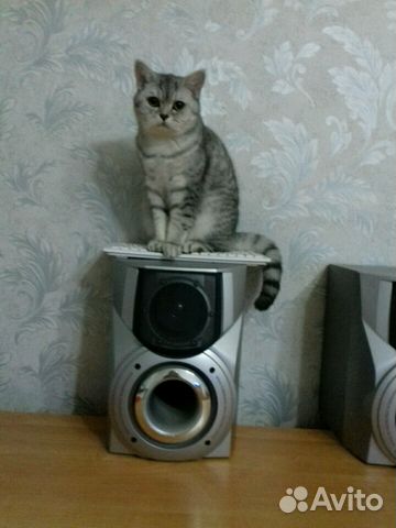 Для вязки ищу британского кота купить на Зозу.ру - фотография № 2
