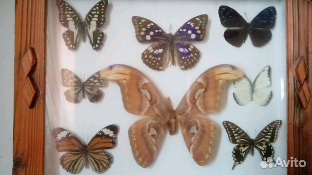 Бабочки настоящие