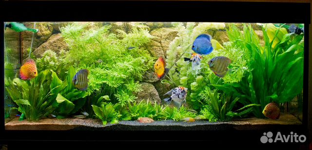 Аквариумы на заказ и обслуживание