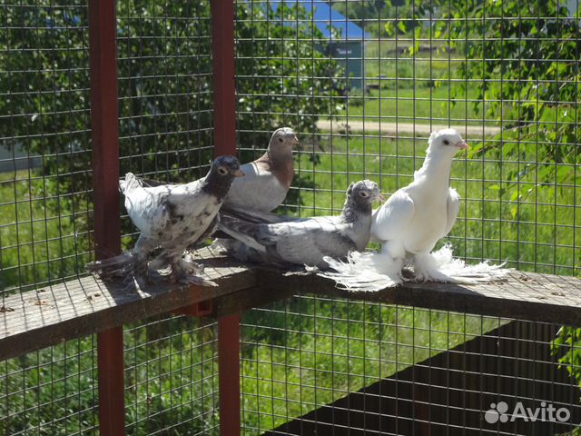 Узбекские бойные голуби купить на Зозу.ру - фотография № 2